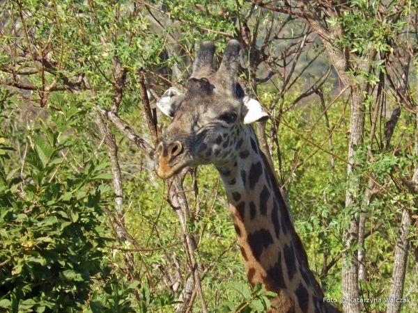 Zdjęcie z Kenii - Piękną żyrafa...