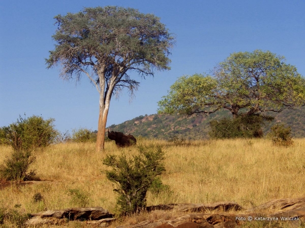 Zdjęcie z Kenii - Mój nosorożec :)
