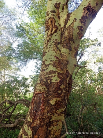 Zdjęcie z Kenii - Drzewo gorączkowe