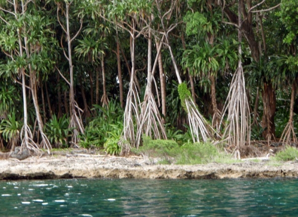 Zdjęcie z Wysp Morza Koralowego - mangrowce