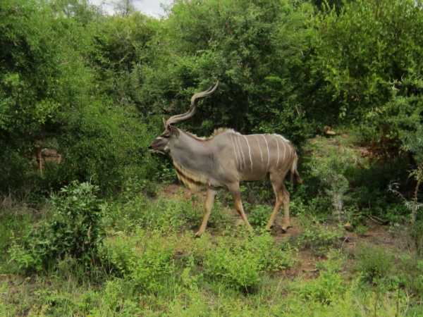Zdjęcie z Republiki Półudniowej Afryki - Park Narodowy Krugera