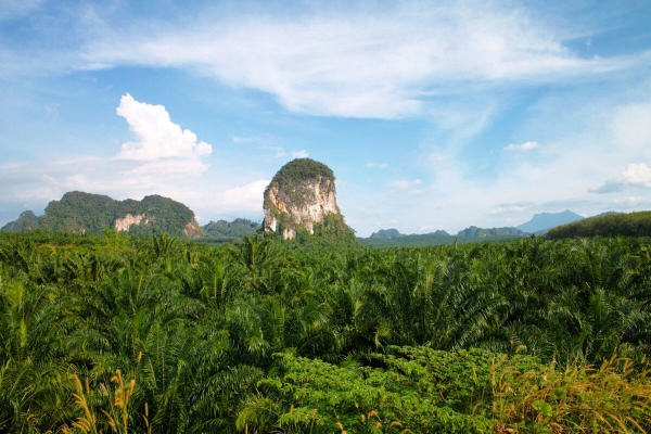 Zdjęcie z Tajlandii - Typowy krajobraz prowincji Krabi