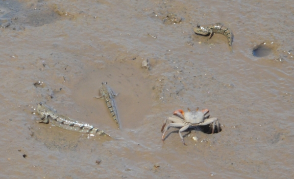 Zdjęcie z Tajlandii - Poskoczki mułowe i krab na blotnistym brzegu Pak Nam