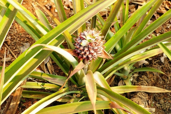 Zdjęcie z Tajlandii - rosną tu też słodziutkie ananasy