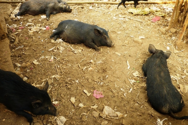 Zdjęcie z Tajlandii - świnie  - to majątek Yao