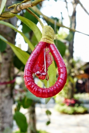 Zdjęcie z Tajlandii - tu prezerwatywy rosną nawet na drzewach :))
