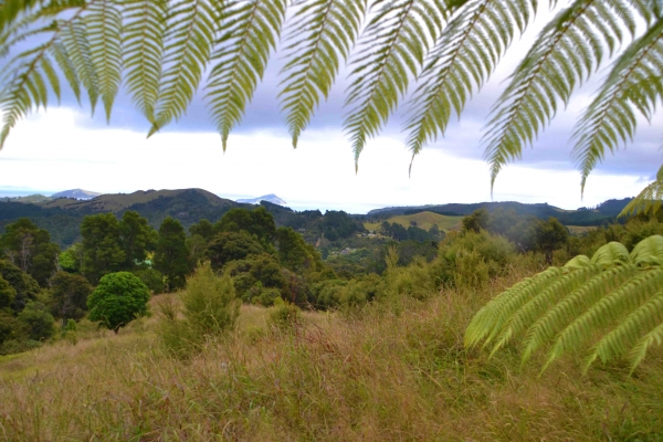 Zdjęcie z Nowej Zelandii - Okolice ogrodu