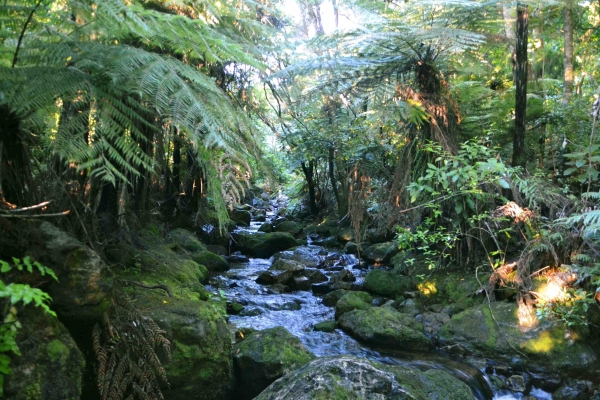Zdjęcie z Nowej Zelandii - Waitati Gardens