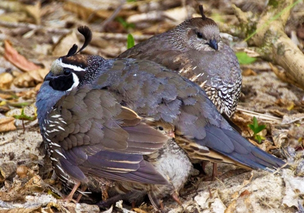 Zdjęcie z Nowej Zelandii - Przepiorcza rodzinka :) Pod skrzydlem samca widac jednego z maluchow