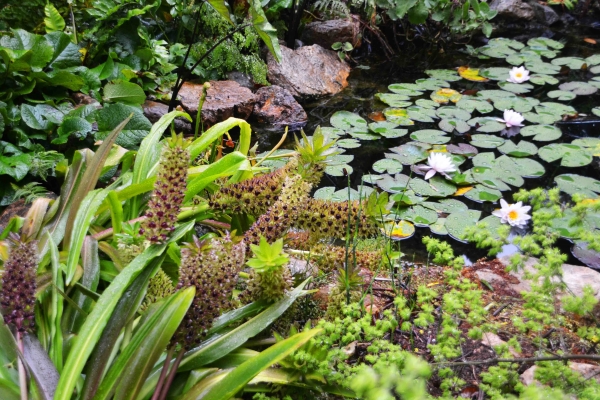 Zdjęcie z Nowej Zelandii - Waitati Gardens - jeden z paru stawow