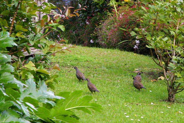Zdjęcie z Nowej Zelandii - Przepiorki zamieszkujace ogrod