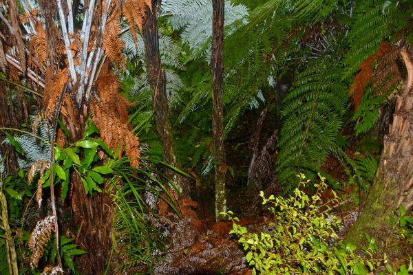 Zdjęcie z Nowej Zelandii - Paprociowo-deszczowy zawrot glowy