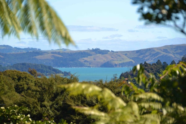 Zdjęcie z Nowej Zelandii - Za zielonym oknem