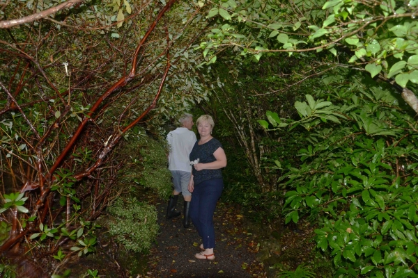 Zdjęcie z Nowej Zelandii - W zielonym tunelu