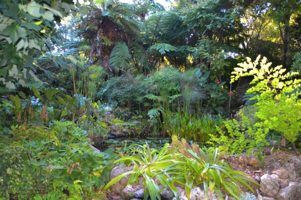 Zdjęcie z Nowej Zelandii - Jeden ze stawow ogrodu