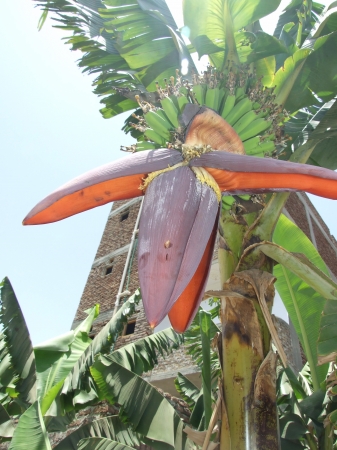 Zdjęcie z Egiptu - kwiat bananowca