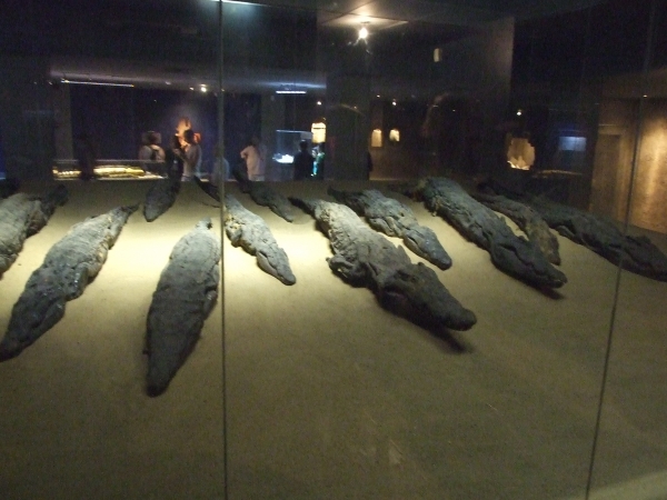 Zdjęcie z Egiptu - mumie krokodyli