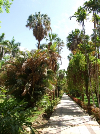 Zdjęcie z Egiptu - ogród botaniczny