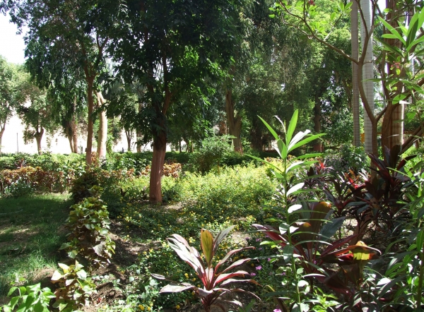 Zdjęcie z Egiptu - w ogrodzie