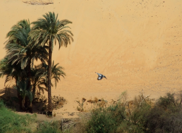Zdjęcie z Egiptu - zimorodek srokaty