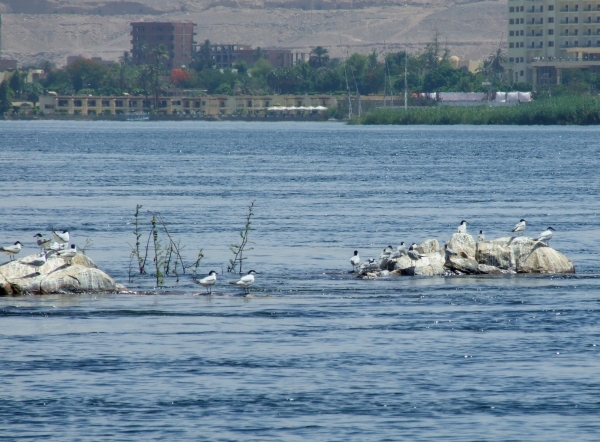 Zdjęcie z Egiptu - rybitwy