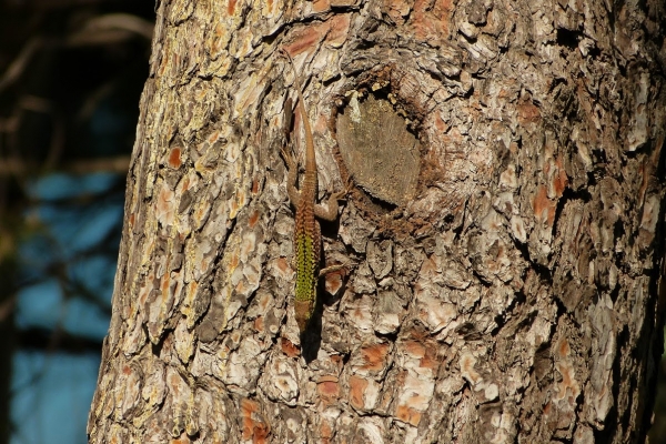 Zdjęcie z Włoch - barwne jaszczureczki występują tu niezwykle licznie