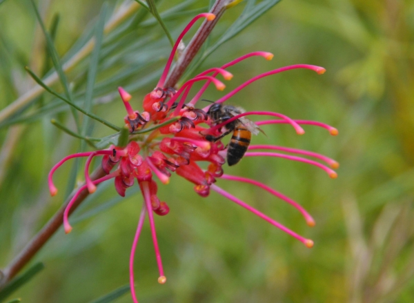 Zdjęcie z Australii - Australijska mala pszczola na kwiatku