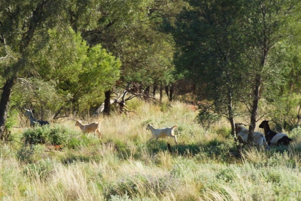 Zdjęcie z Australii - Zdziczale kozy, w Australii traktowane jako szkodniki
