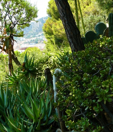 Zdjęcie z Monako - Ogród św. Marcina