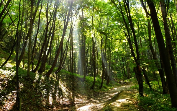Zdjęcie z Polski - a w lesie cuuuudownie pusto..., szczególnie jak się wybierze szlak "pod górę" :)