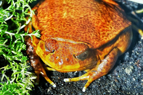 Zdjęcie z Polski - żaba pomidorowa; nazwa adekwatna do wyglądu:))