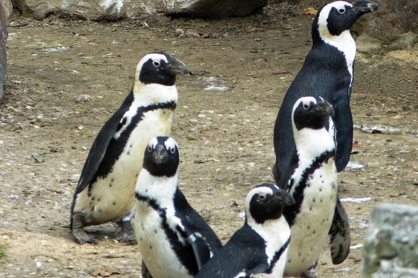 Zdjęcie z Polski - są tu też pingwinki przylądkowe, ale wolałabym je kiedyś zobaczyć w RPA na wolności.....