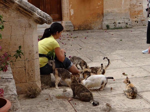 Zdjęcie z Grecji - Klasztor Agia Triada. Mieszkające na terenie klasztoru stada kotów są dokarmiane przez turystów.