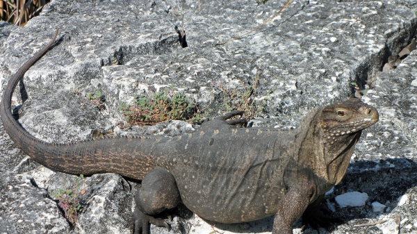 Zdjęcie z Kuby - Iguana