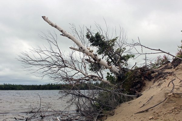 Zdjęcie z Kanady - Na jeziorze Lady Evelyn Lake, Ontario-piaszczyste łachy