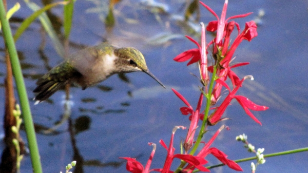 Zdjęcie z Kanady - Koliber