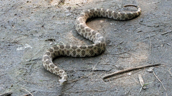 Zdjęcie z Kanady - Grzechotnik "Eastern Massasaga Rattlesnake"