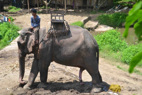 Zdjęcie z Tajlandii - Slon na pieciu nogach :)