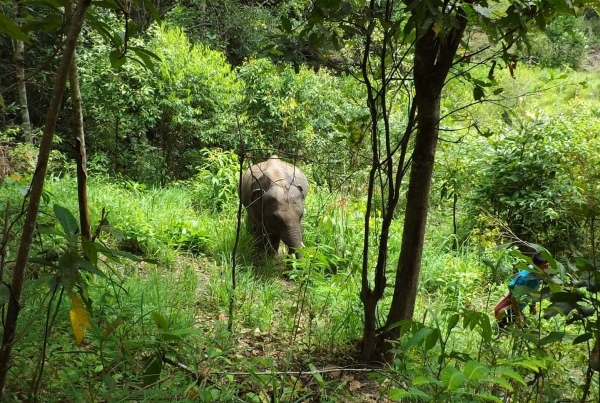 Zdjęcie z Tajlandii - Ten pan wyszedl ze sloniem na spacerek? :)