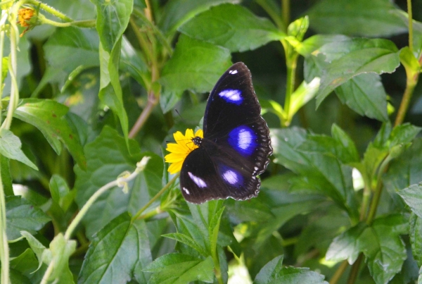 Zdjęcie z Tajlandii - Ten motylek to juz nie w motylarium