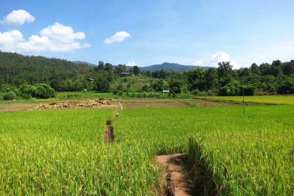 Zdjęcie z Tajlandii - Rosnie tzw. kleisty ryz, ktory nie potrzebuje wody