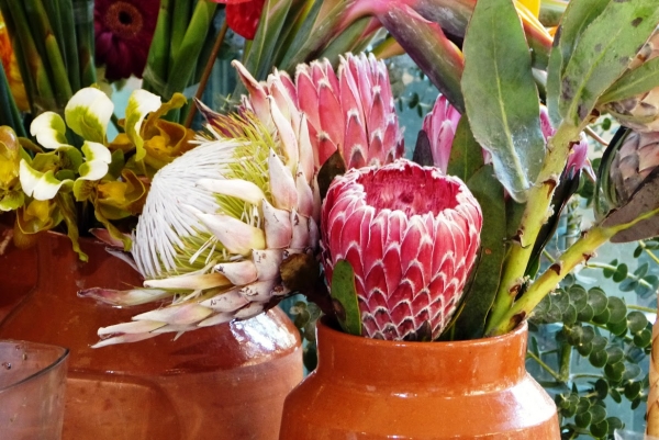 Zdjęcie z Portugalii - moje ulubione maderyjskie kwiaty- protee królewskie