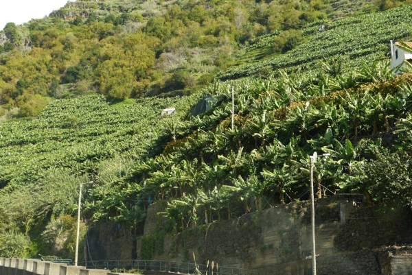 Zdjęcie z Portugalii - uprawy bananków, gdzie tylko się da...; 