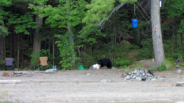 Zdjęcie z Kanady - French River, Ontario-Niedźwiedź na naszym miejscu!