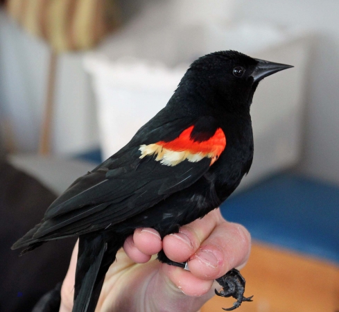 Zdjęcie z Kanady - Long Point, Ontario-Obserwatorium Ptaków