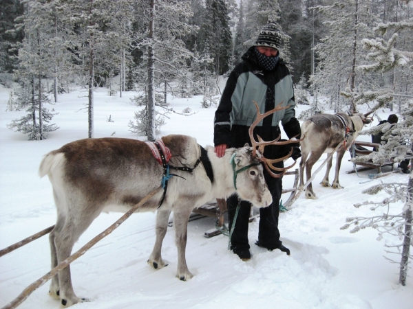 Zdjęcie z Finlandii - Safari z reniferami