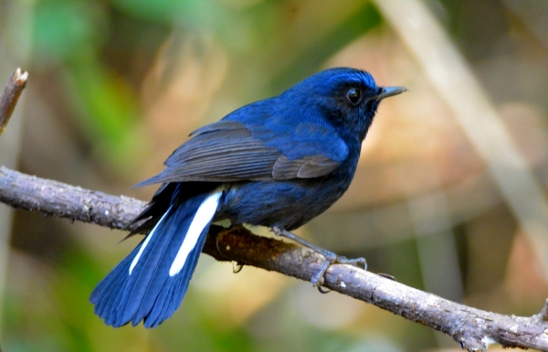 Zdjęcie z Tajlandii - Niebieski ptak