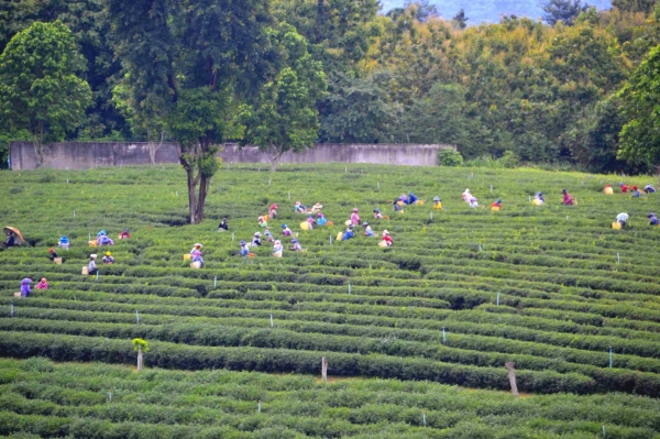 Zdjęcie z Tajlandii - Zbior herbaty