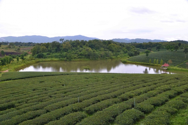 Zdjęcie z Tajlandii - Herbaciane pola