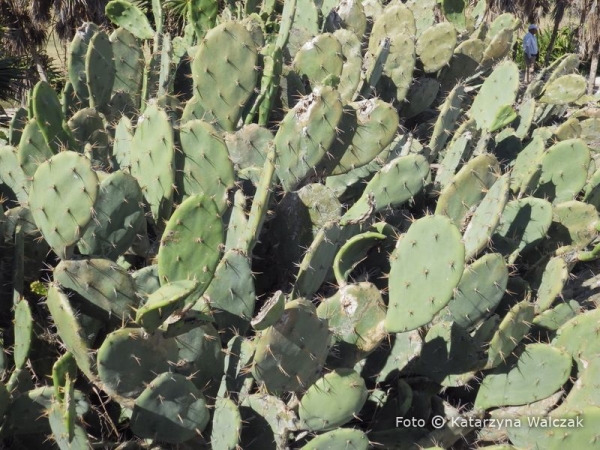 Zdjęcie z Meksyku - Jak Meksyk- to kaktusy :)